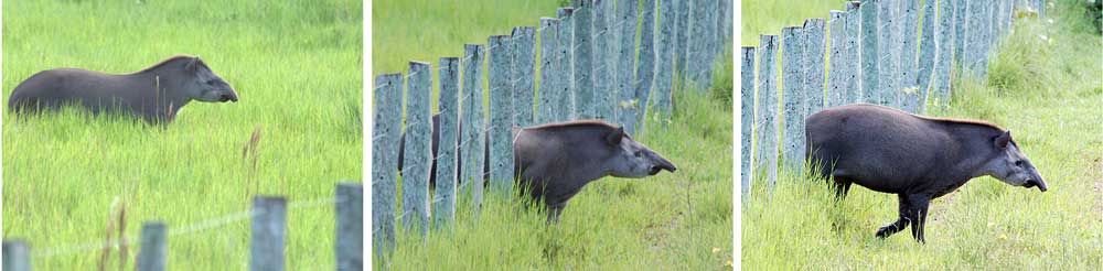 [tapir_fence.jpg]