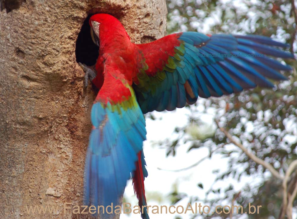 [red-and-green-macaw.jpg]