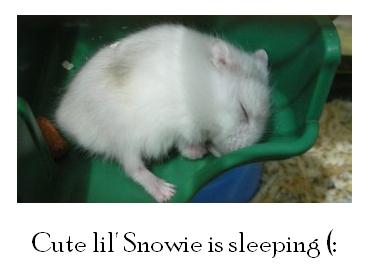 [Cute+lil'+Snowie+is+sleeping.JPG]