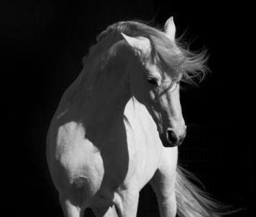 [white+horse.JPG]