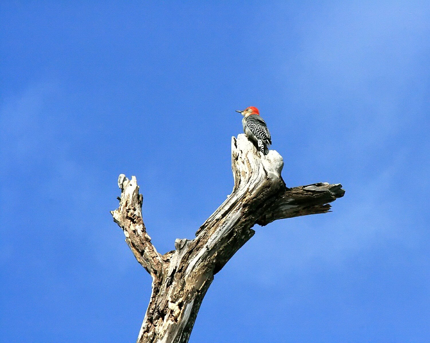 [Red-bellied+Woodpecker+male+IMG_9629.jpg]