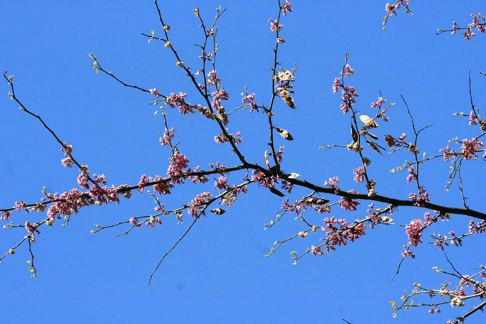 [Spring-Blossoms-IMG_6422.jpg]