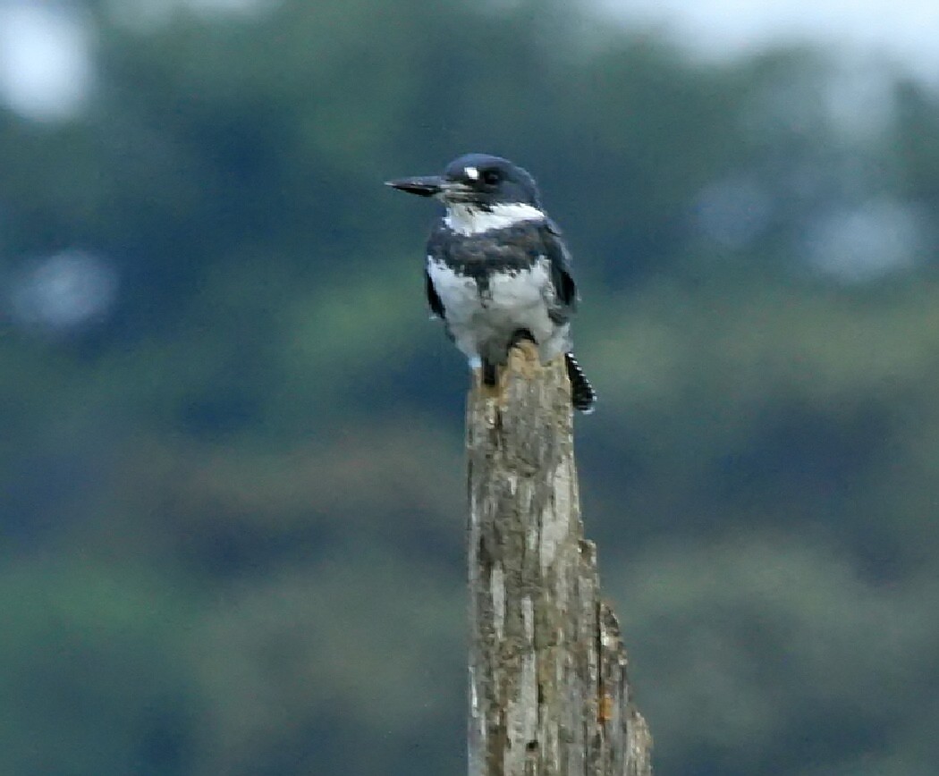 [Belted+Kingfisher+male+Bells_MG_8338.jpg]