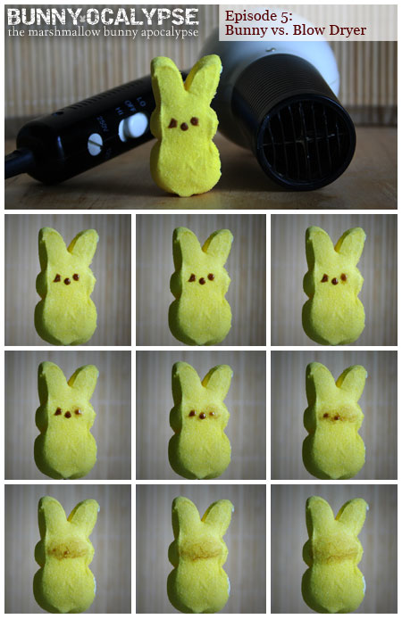 [5-bunny-vs-blowdryer.jpg]