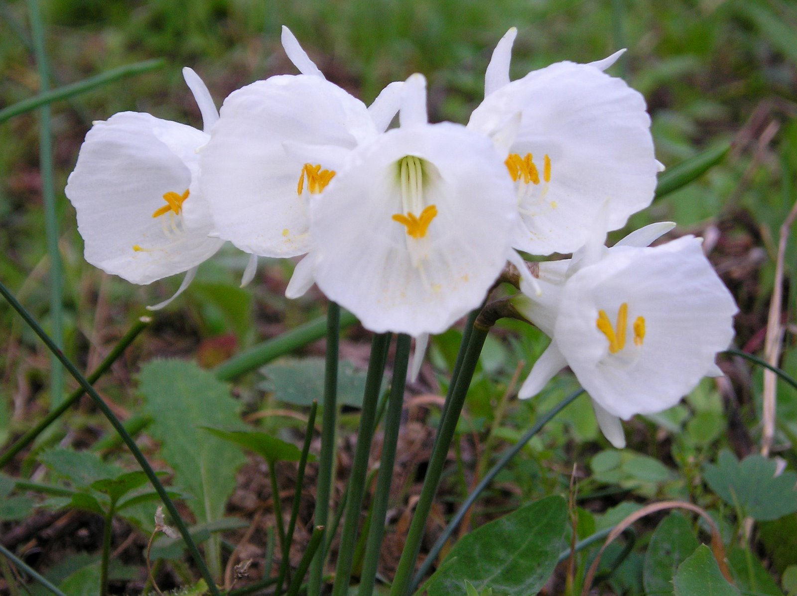 [Narcissus+cantabricus.JPG]