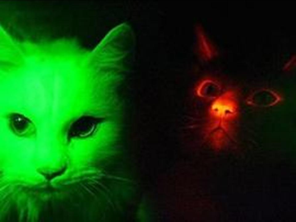 [Glow+in+the+dark+cat.jpg]