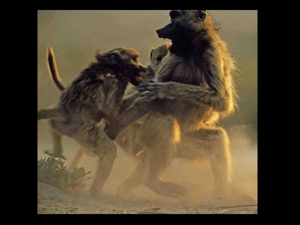 [Baboons+fighting+by+Adrian+Bailey.jpg]