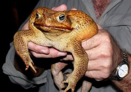 [big+toad.jpg]