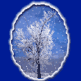 [Wintry+tree+clipart.gif]