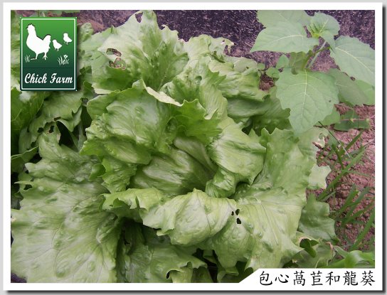 [lettuce+with+grass.jpg]