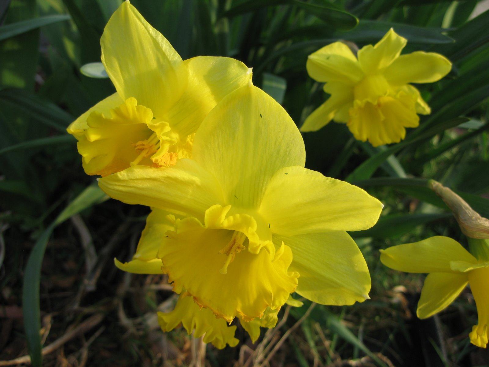 [04-17-2008+Big+Daffodils+1st+Year.JPG]