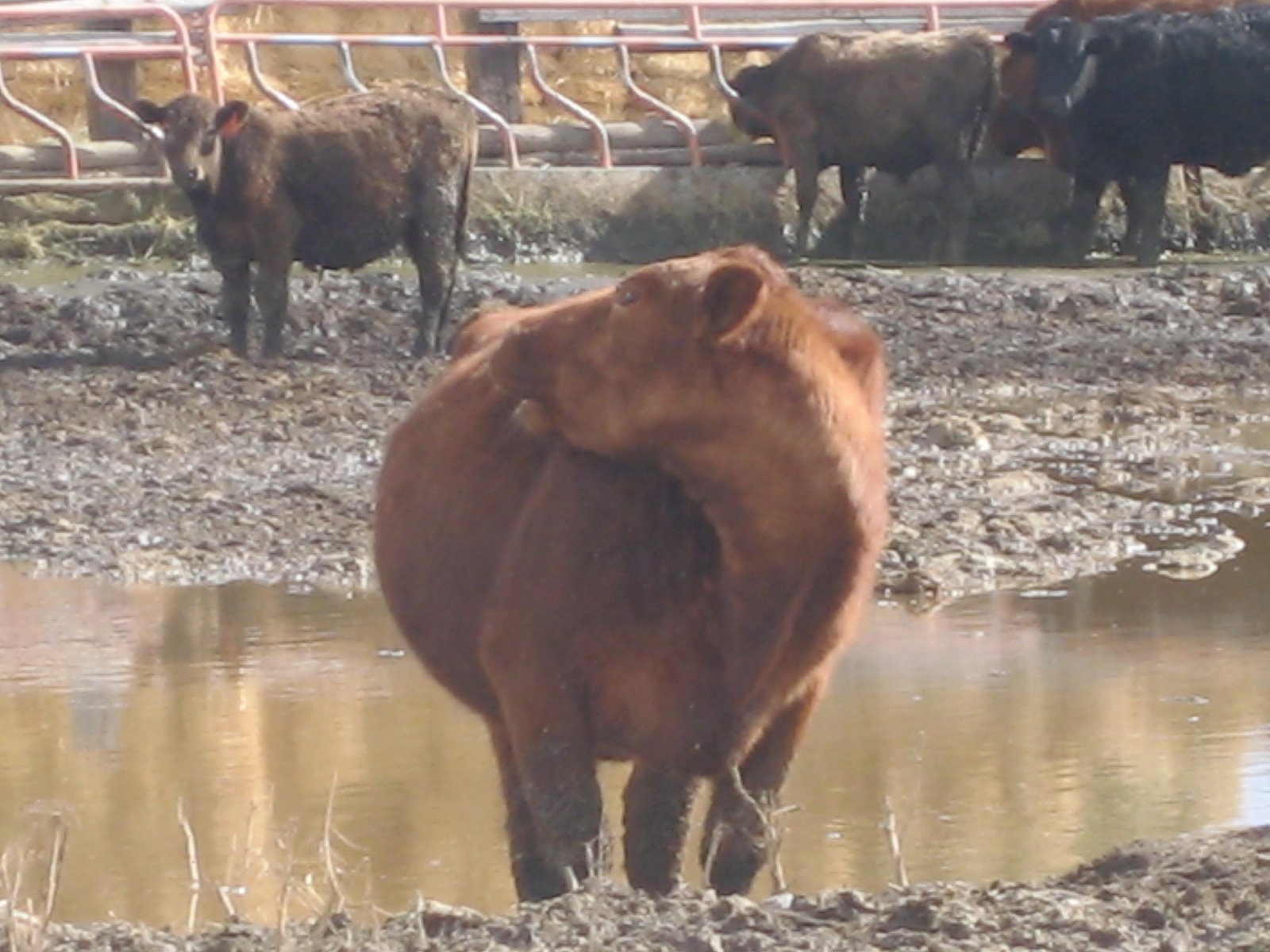 [cows+after+conference+041.jpg]