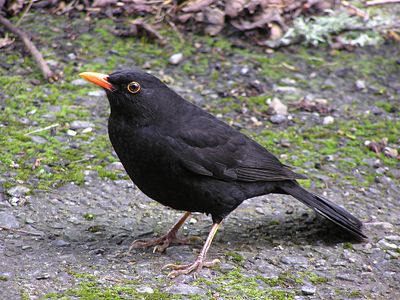 [400px-Blackbird_(male).jpg]