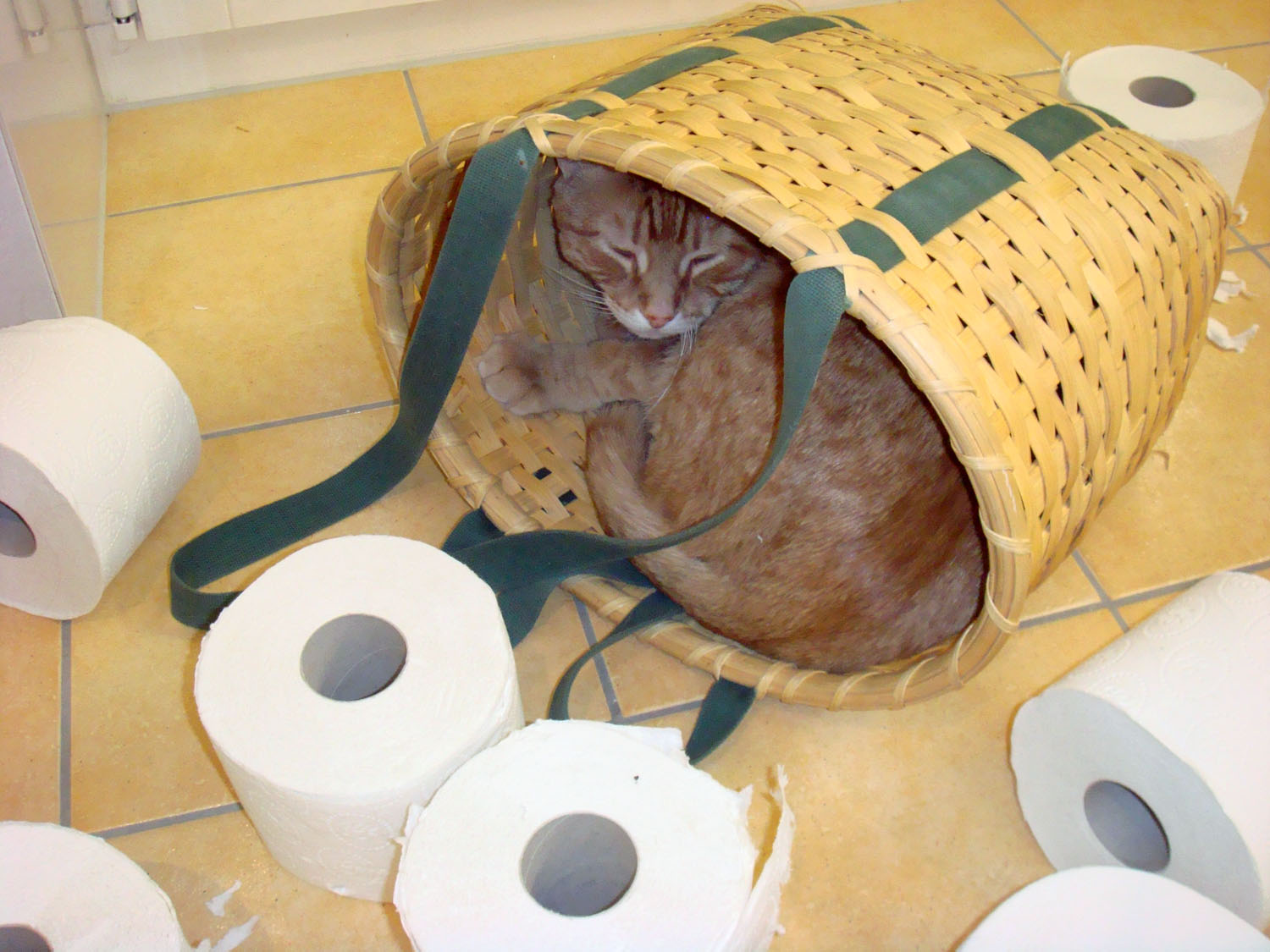 [Max+and+Toilet+Paper.jpg]