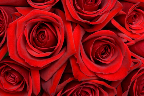 [red+rose.jpg]