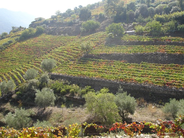 [Douro-Out2007+090.jpg]