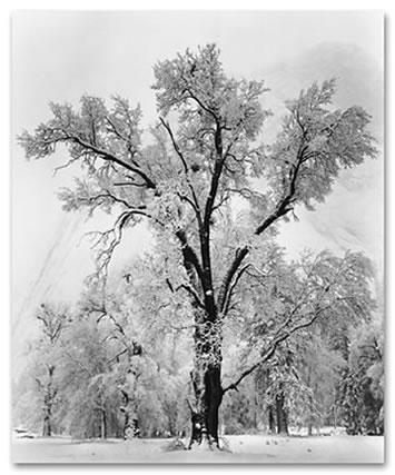 [Oak+Tree,+Snowstorm.jpg]