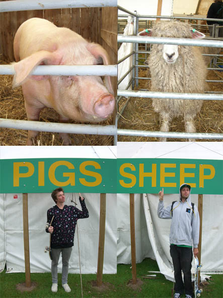 [sheep+pigs.jpg]