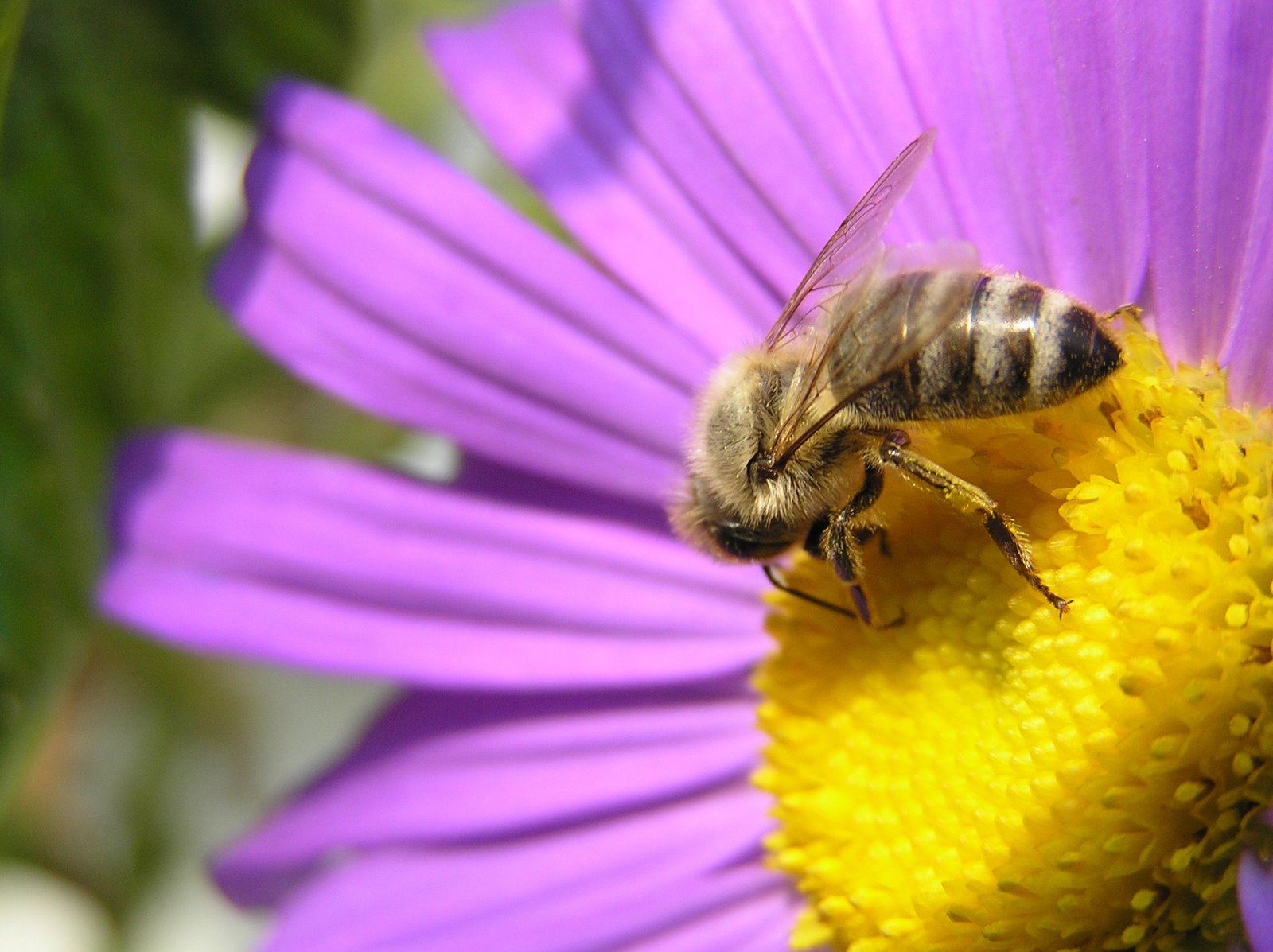 [abeille_fleur-violette.JPG]