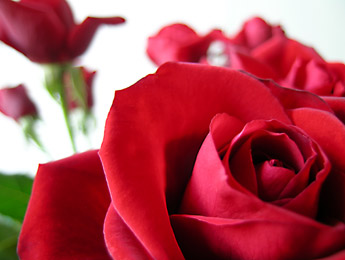 [red_roses.jpg]