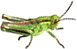 [120x600_grasshopper.gif]