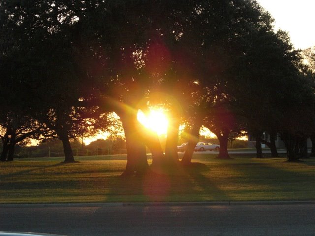 [sunset+through+tree.jpg]