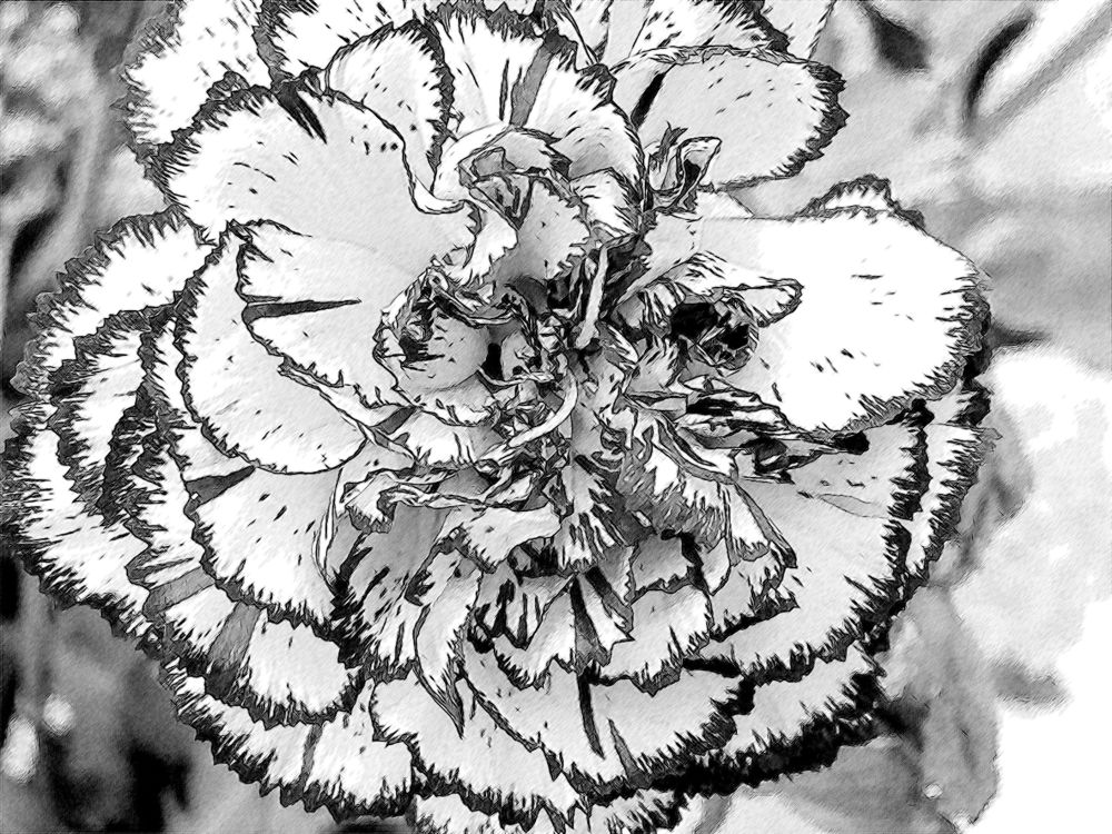 [carnation+black+and+white.jpg]