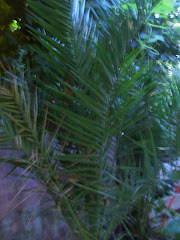 Palmera Washingtonia (exótica)