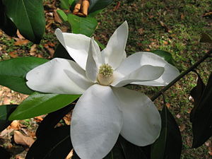 [300px-Magnolia_grandiflora_flower_01_by_Line1.jpg]