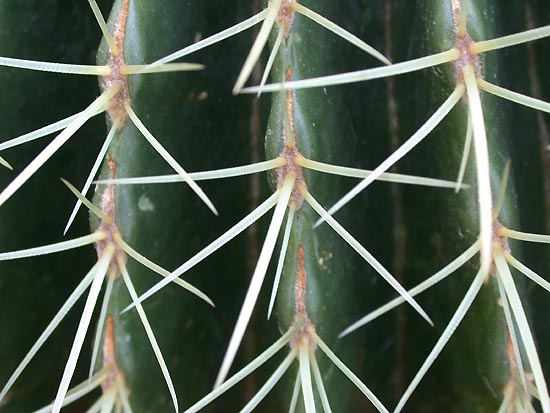 [Echinocactus.grusonii.BGBO.ho4.jpg]