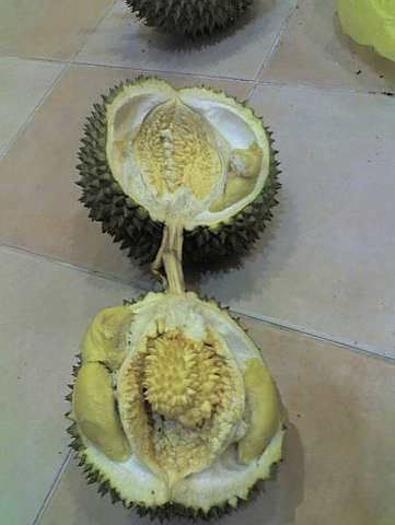 [durian+mengandung.jpg]