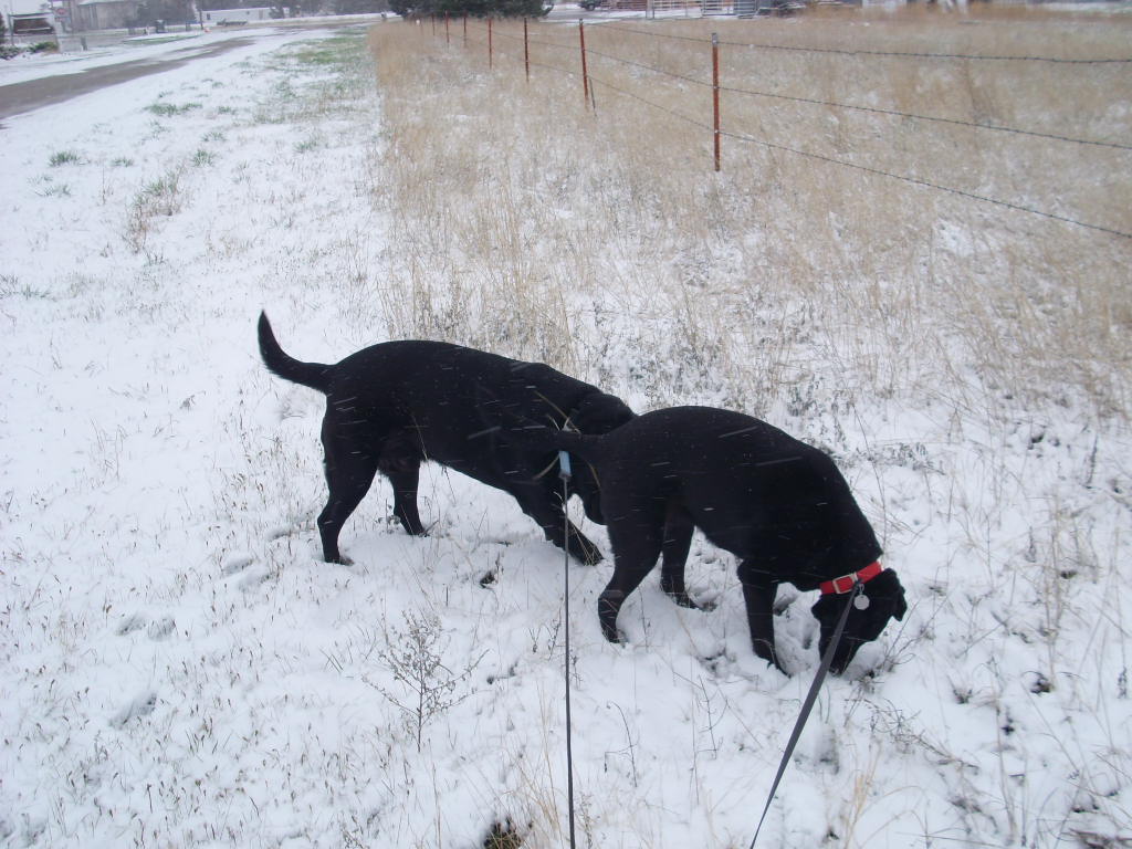 [Dogs+in+snow.jpg]