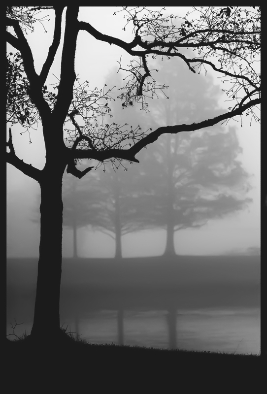 [fog+along+the+bayou.jpg]