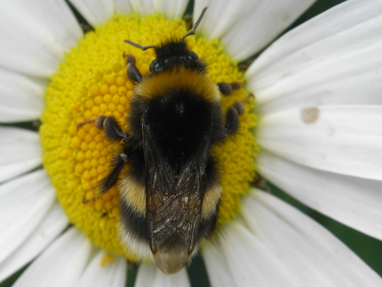 [12Jul08+Bee+on+Ox+Eye+Daisy.jpg]