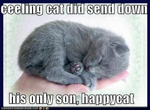 [funny-pictures-happycat-kitten-hand.jpg]