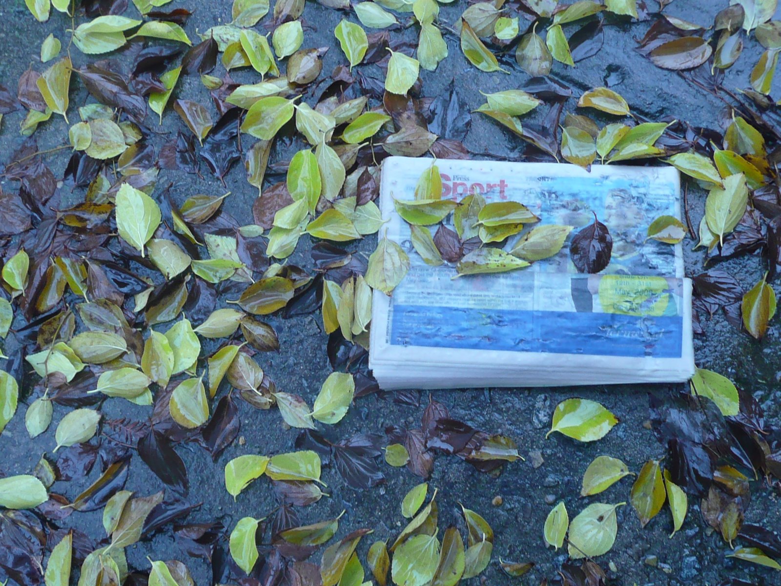 [Paper+and+Leaves+in+the+Rain.JPG]