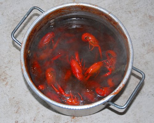 [crawfish+in+pot.jpg]