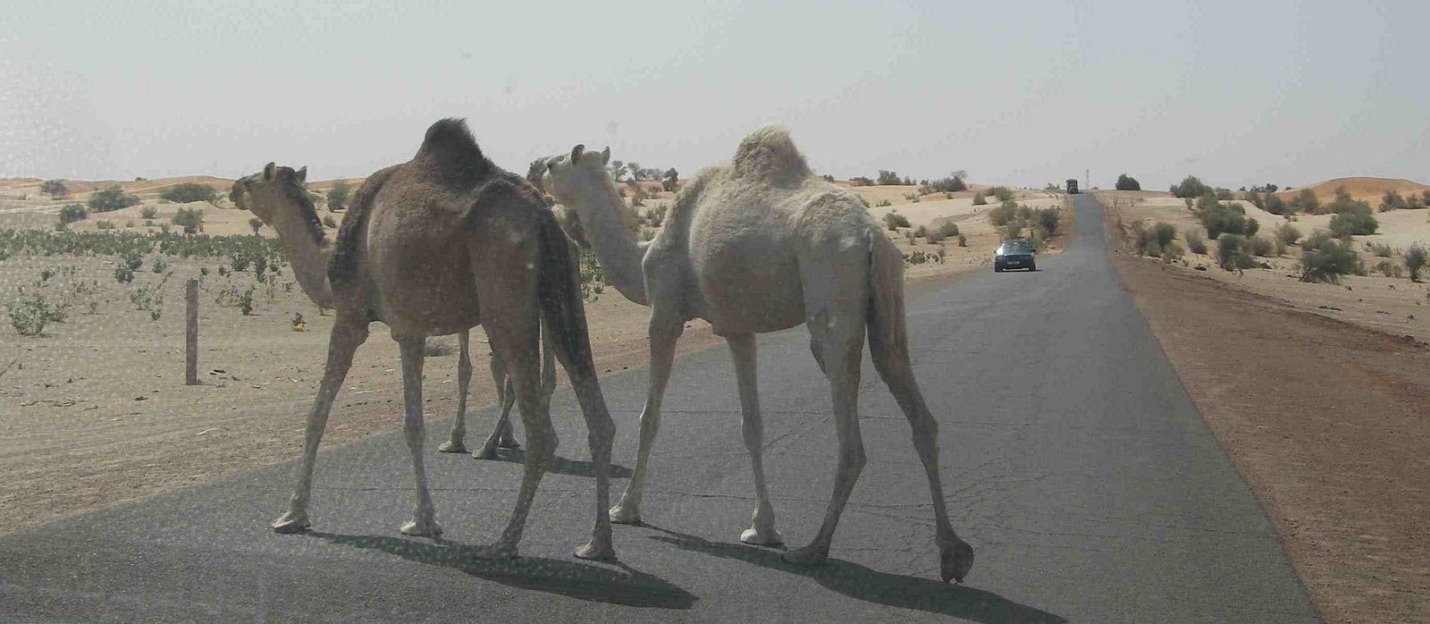 [Mauritanian+road+hazards.jpg]