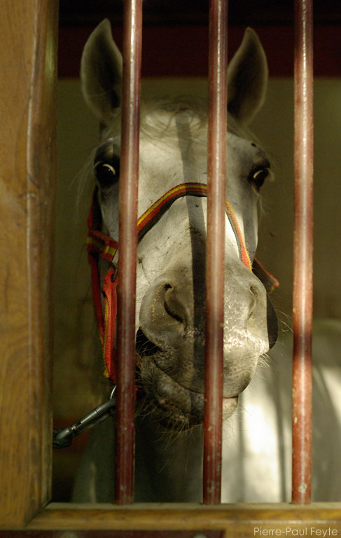 [Equestria2008-3735-768.jpg]