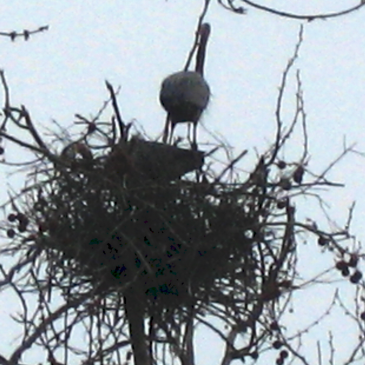 [Blue+Herons+Nesting+Cuyahoga+Valley+National+Park+7.jpg]