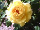 [yellow+rose.jpg]