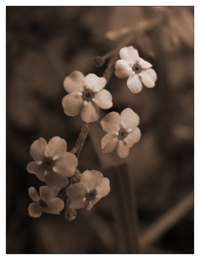 [flowers3.jpg]