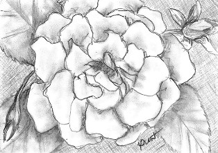 [mary's+white+rose.jpg]