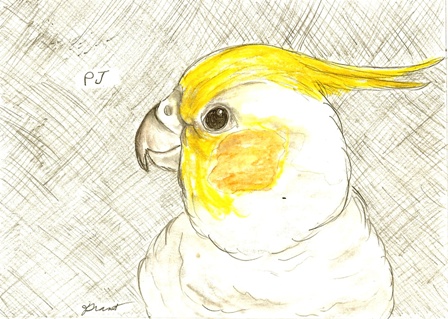 [bird+pj+drawing.jpg]