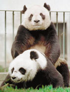 [Panda+Loves+From+Behind.jpg]