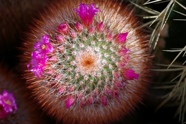 [cactus+flower+web.jpg]