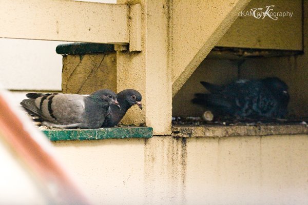 [pigeonfamily-3.jpg]