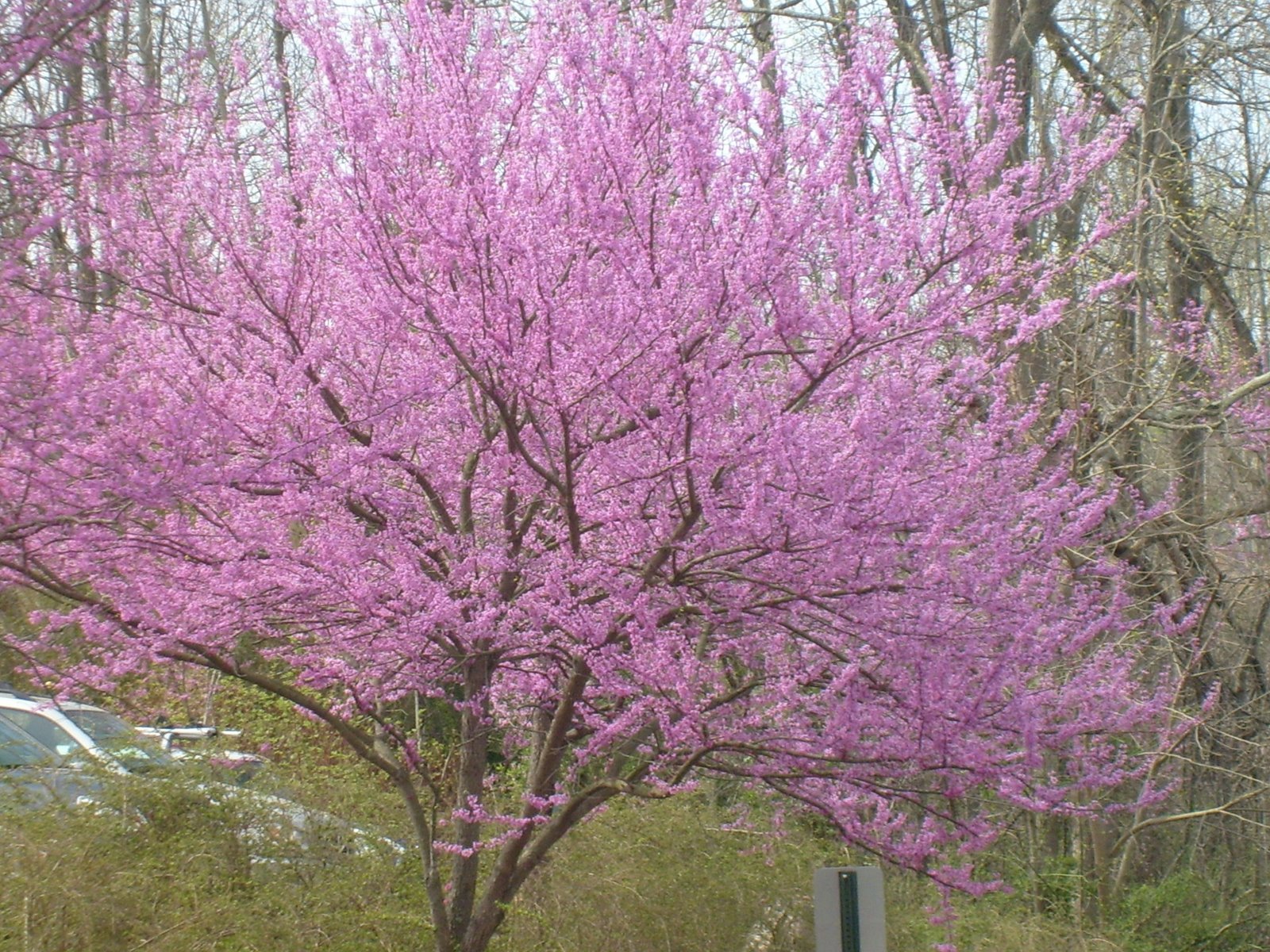 [Beautiful+purple+tree!.jpg]