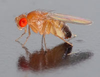 [200px-Drosophila_melanogaster_-_side_(aka).jpg]