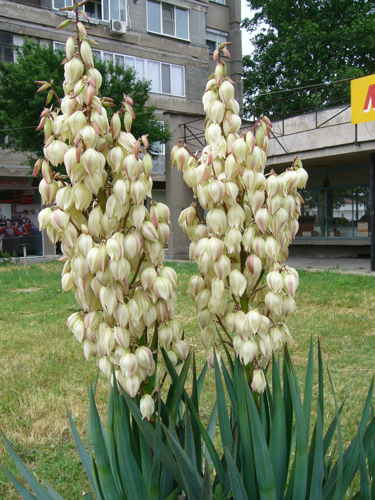 Giant Flowers